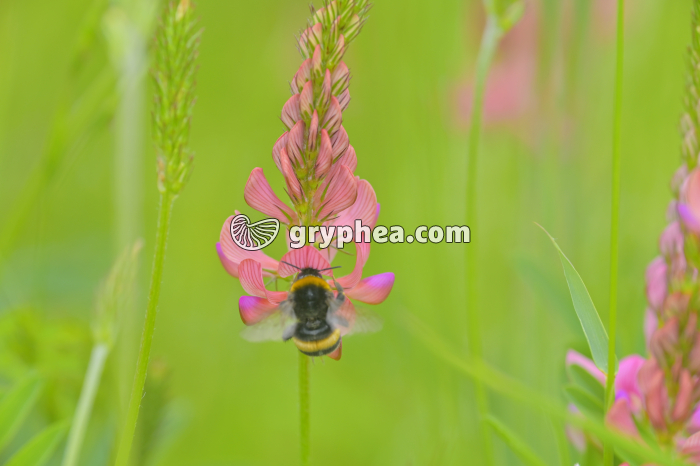 Sainfoin (Onobrychis viciifolia, Fabacée ou Légumineuse) - gryphea.org